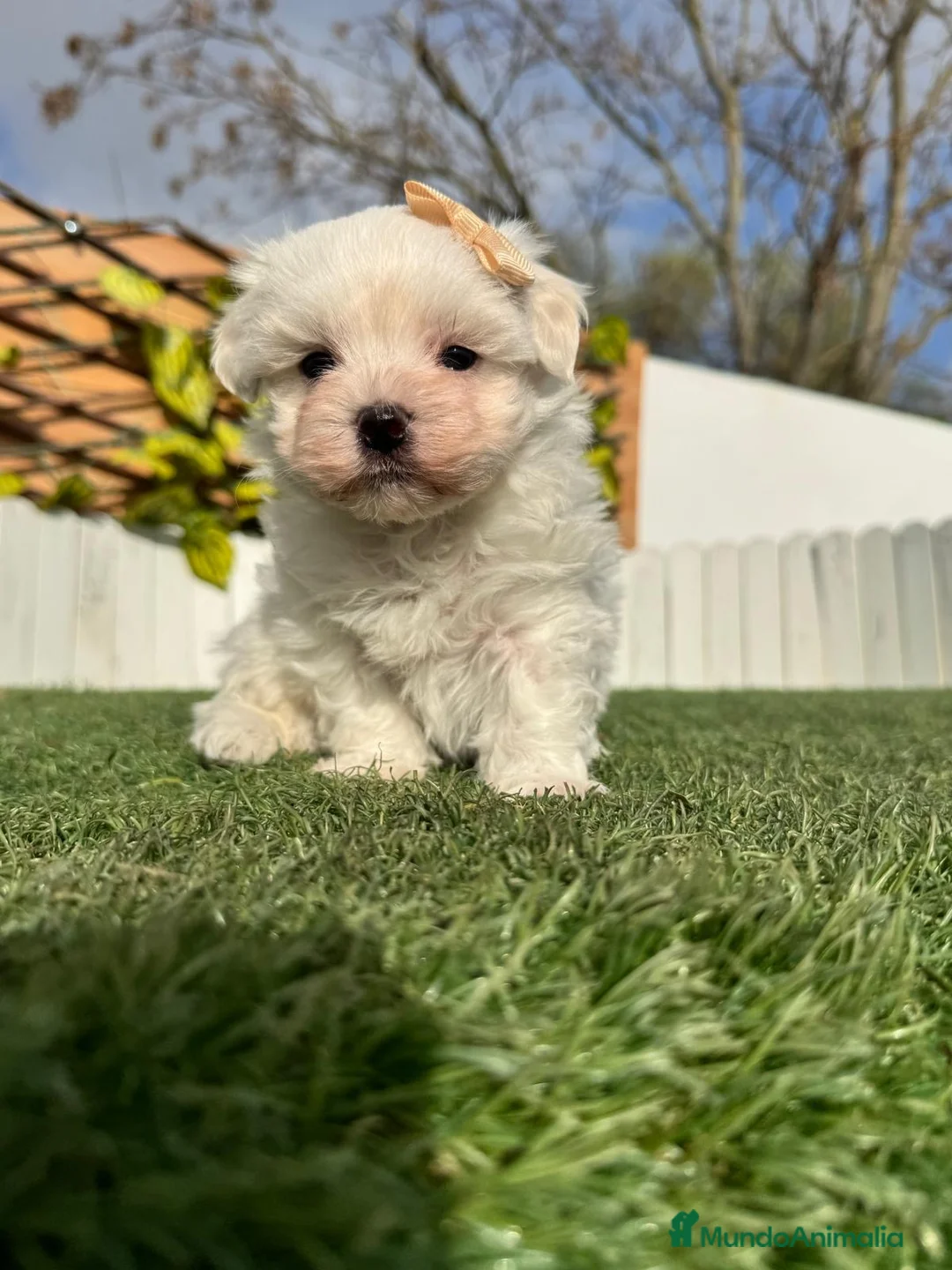 Bichón Maltés perros en venta: BICHÓN MALTÉS MACHO - Anuncio 11