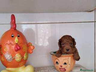 Caniche Toy perros en Málaga - Anuncio 38