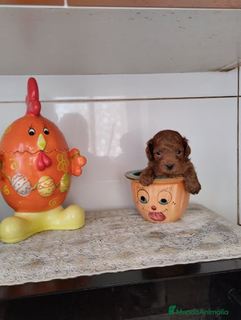 Caniche Toy perros en Málaga - Anuncio 5