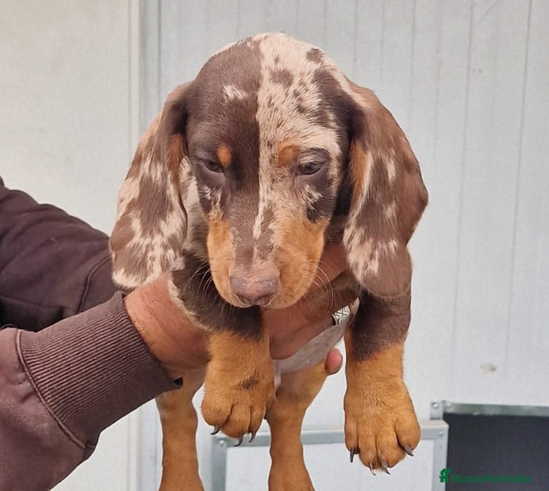 Teckel perros en venta: Teckel miniatura precio real - Anuncio 1