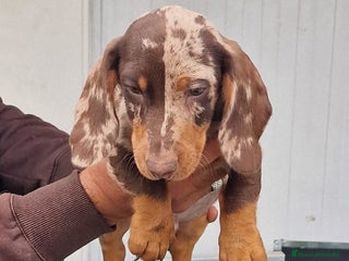 Teckel perros Teckel miniatura precio real - Anuncio 1