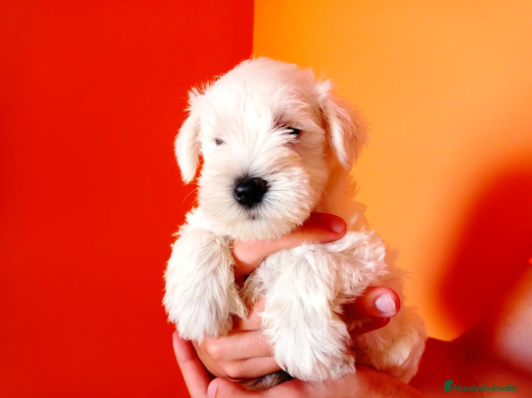 Schnauzer Miniatura perros en venta: Espectacular schnauzer mini blanca - Imagen 6