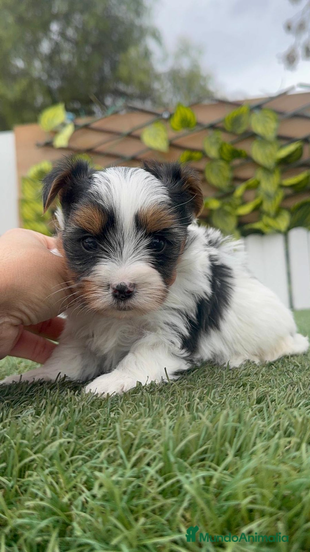 Yorkshire Terrier perros en venta: YORKSHIRE BIEWER MACHO - Anuncio 17