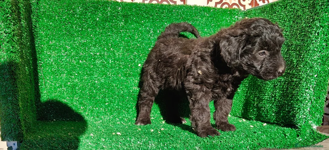 Perro de Agua Español perros en venta: Perros de agua - Anuncio 2