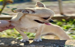 Chihuahua perros en venta: Chihuahua  - Imagen 4