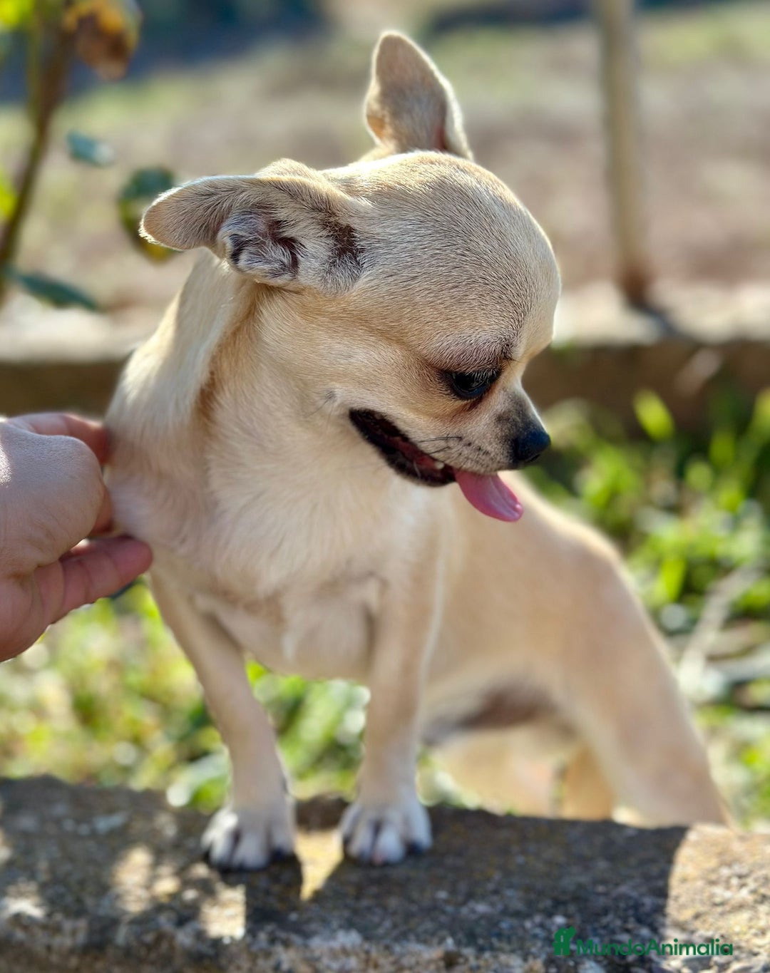 Chihuahua perros en venta: Chihuahua  - Imagen 4