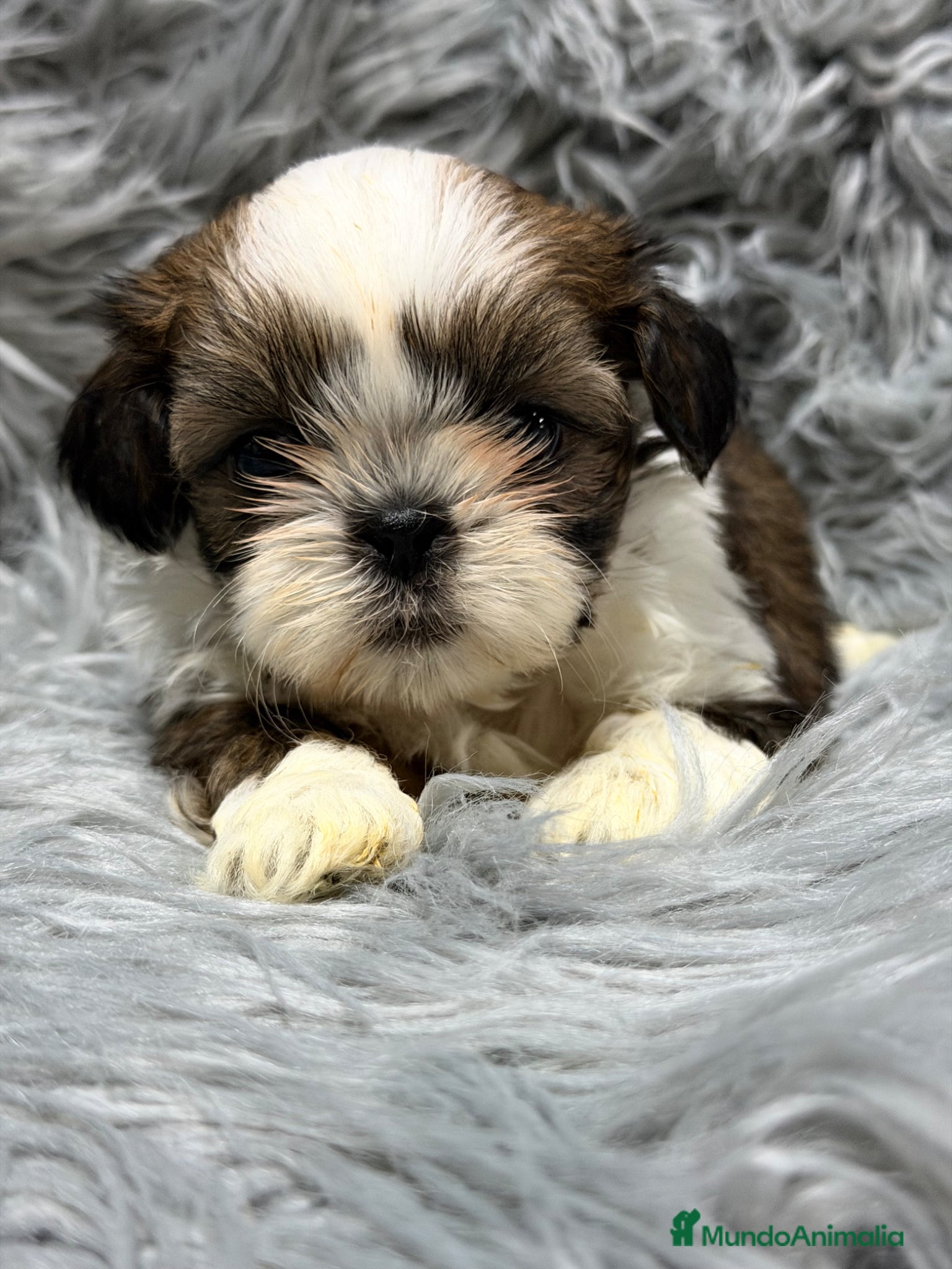Shih Tzu perros Shih Tzu macho  - Anuncio 1