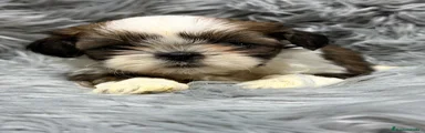 Shih Tzu Cachorro 2
