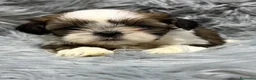 Shih Tzu perros en venta: Shih Tzu macho  - Anuncio 1