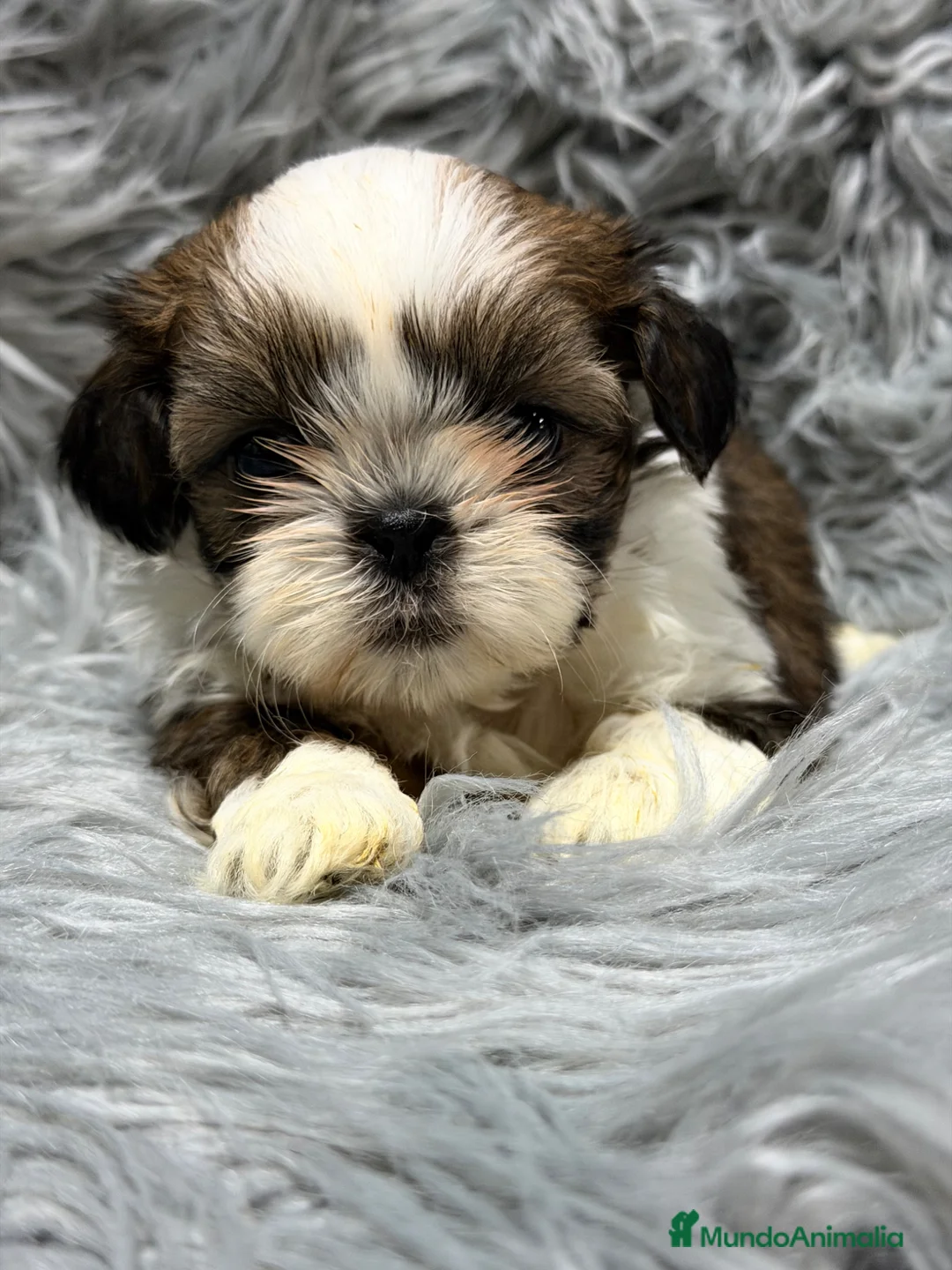 Shih Tzu perros en venta: Shih Tzu macho  - Anuncio 1