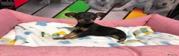 Pinscher Miniatura perros en venta: Pincher miniatura  - Anuncio 5