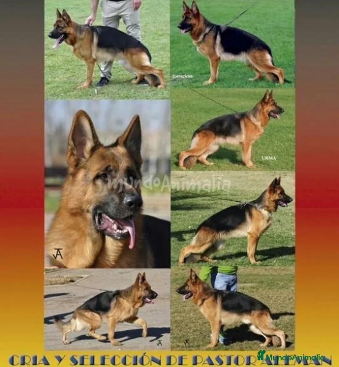 Imagen de galería {{count}}