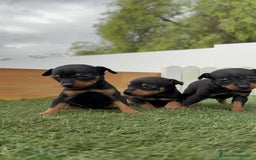 Pinscher Miniatura perros en venta: PINSCHER MINIATURA - Imagen 16
