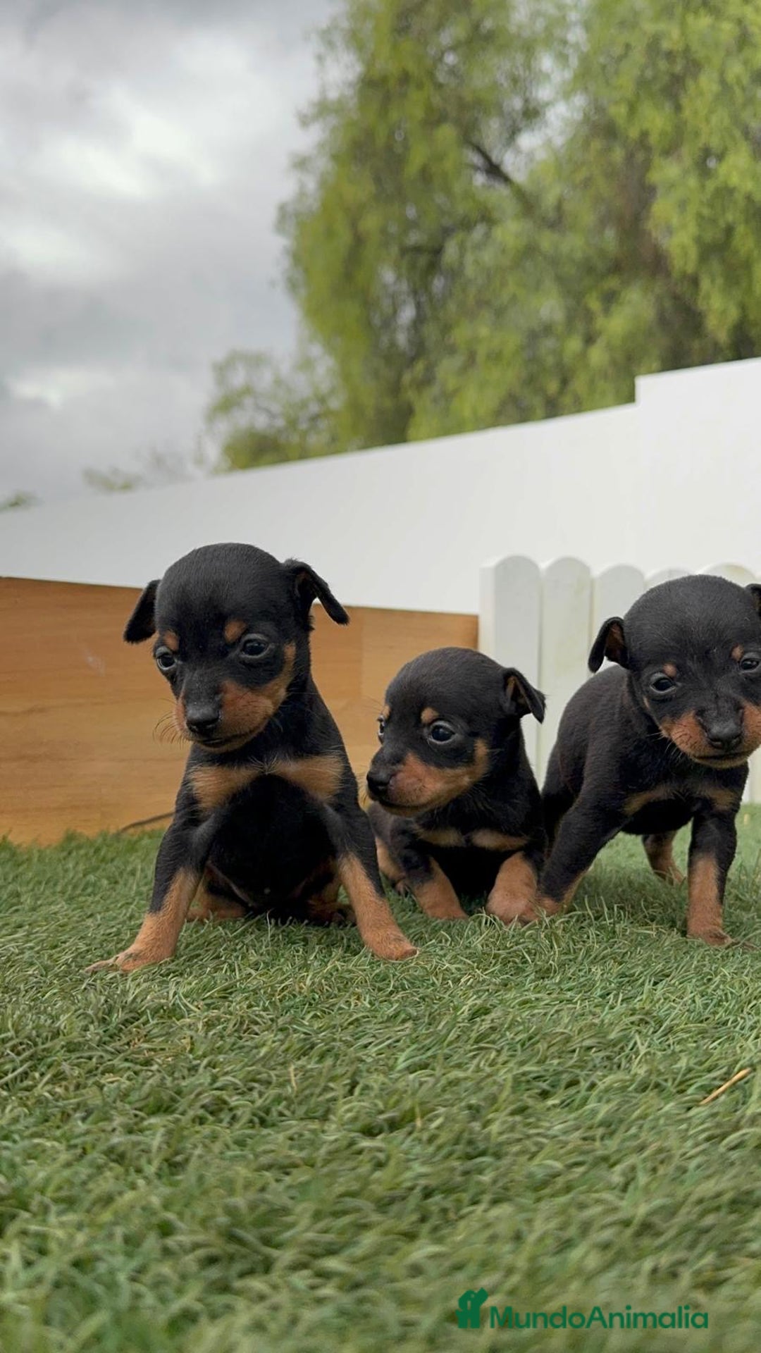 Pinscher Miniatura perros en venta: PINSCHER MINIATURA - Imagen 16