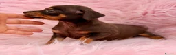 Pinscher Miniatura perros en venta: Minipincher chocolate  - Anuncio 9