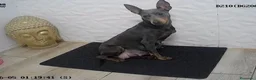 Pinscher Miniatura perros en venta: PINSCHER MINIATURA BLUE - Anuncio 2