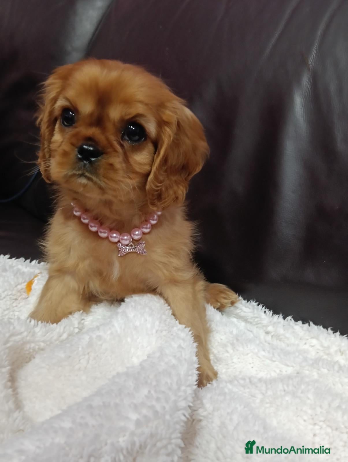 Cavalier King Charles Spaniel perros Cavalier hembra ruby - Anuncio 2