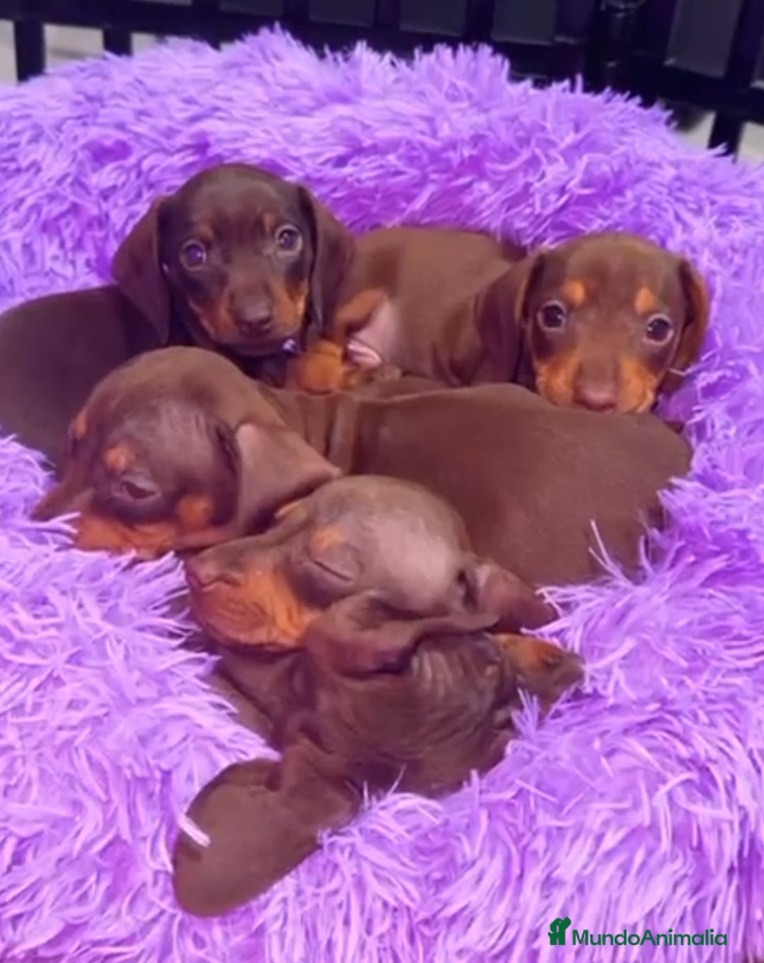 Teckel Miniatura perros en venta: Teckel kaninchen  - Anuncio 1