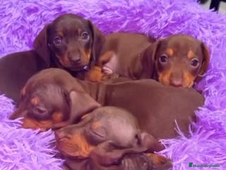 Teckel Miniatura perros Teckel kaninchen - Anuncio 19