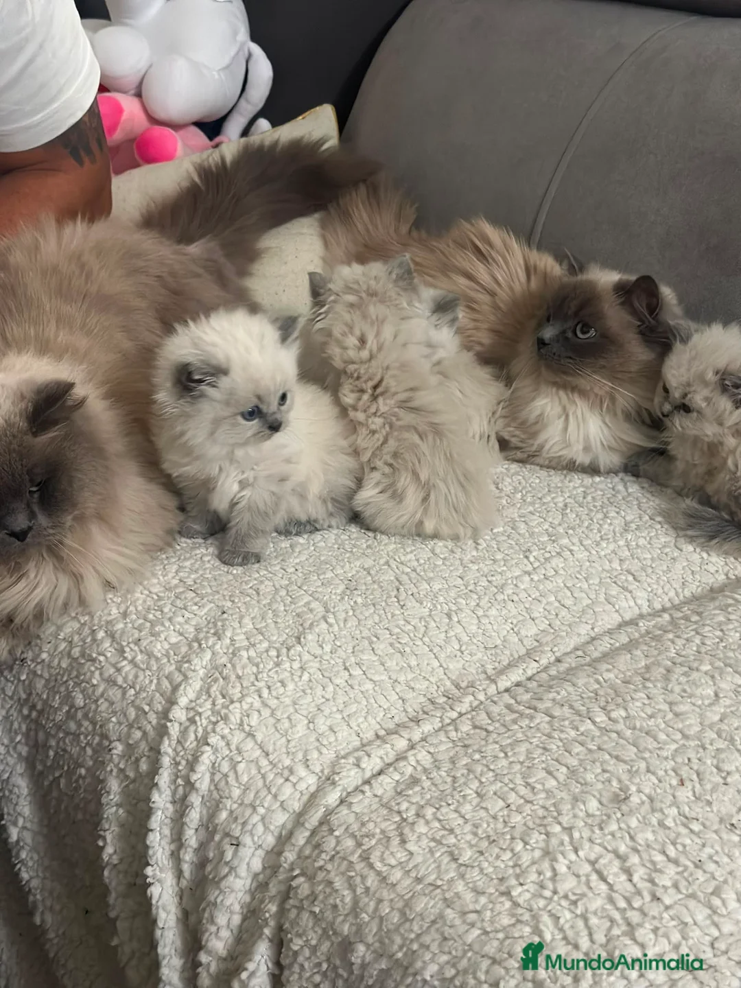 Sagrado de Birmania gatos en venta: Birmanos 641387649 - Anuncio 1