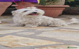 Bichón Maltés perros en venta: Bichón Maltés Toy  - Imagen 2