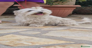 Bichón Maltés perros - Anuncio 15
