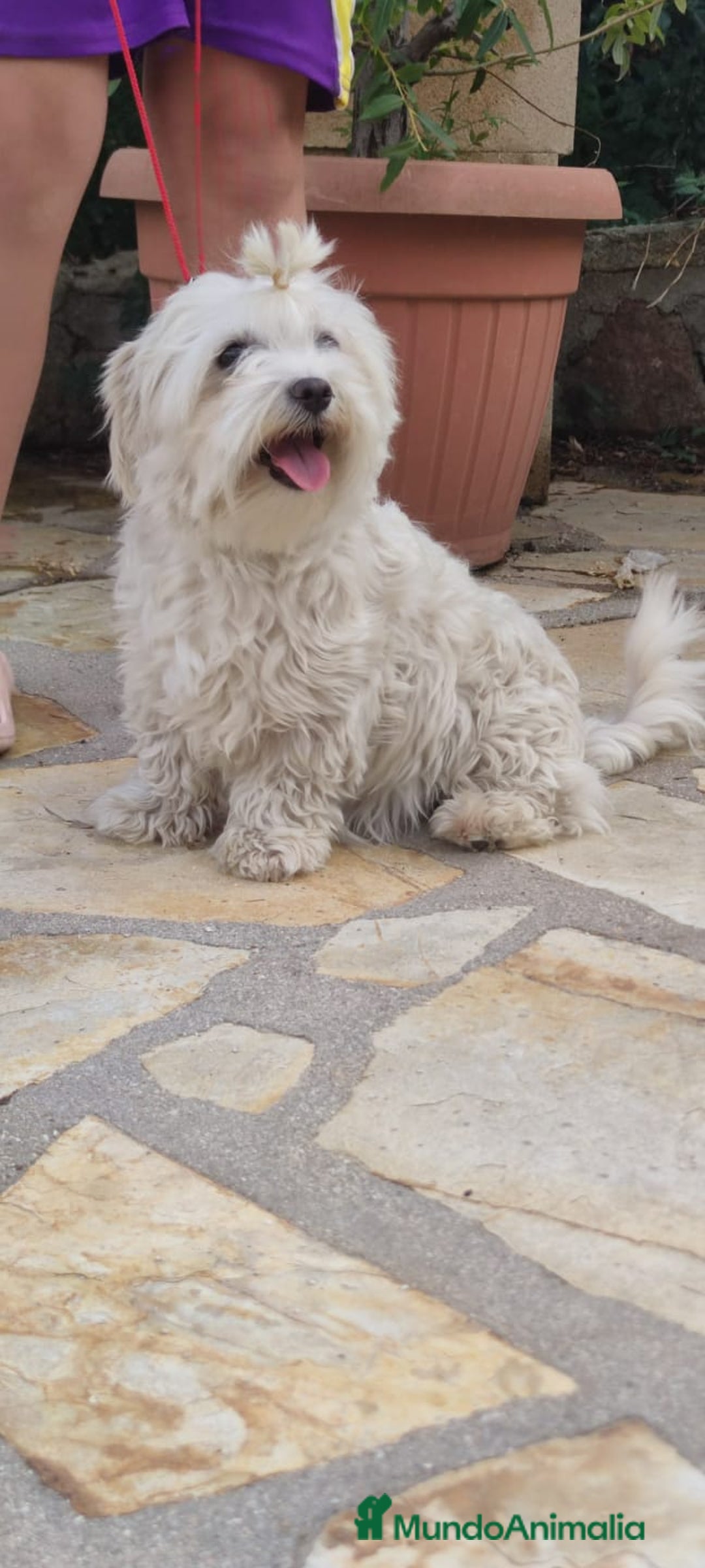 Bichón Maltés perros en venta: Bichón Maltés Toy  - Imagen 2