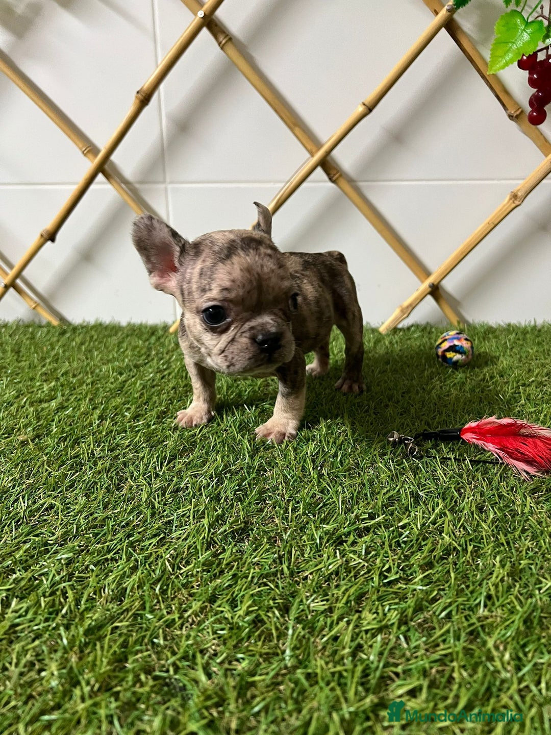 Bulldog Francés perros en venta: BULLDOG FRANCES MERLE Y BLUE - Imagen 2
