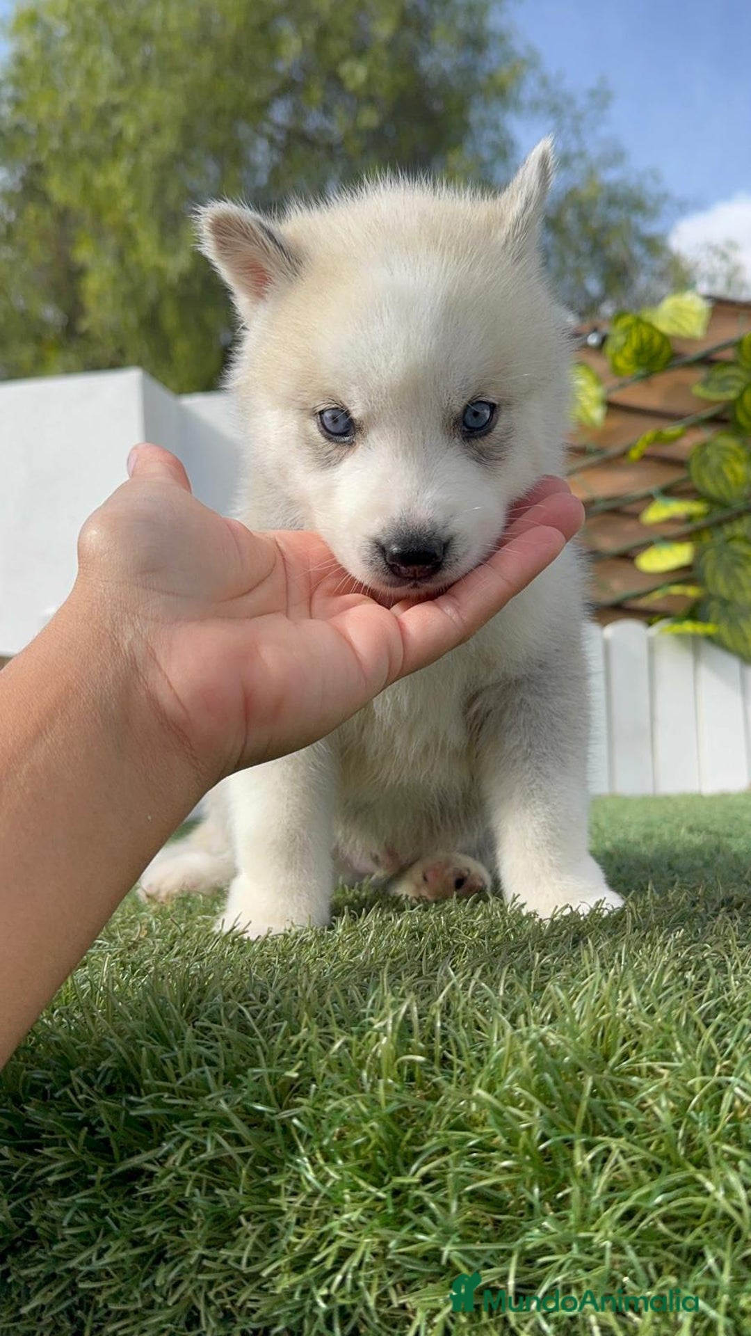 Husky Siberiano perros en venta: HUSKY - Imagen 2