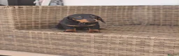 Teckel Miniatura perros en venta: Teckel Mini Negra y Fuego hembra disponible  - Anuncio 6
