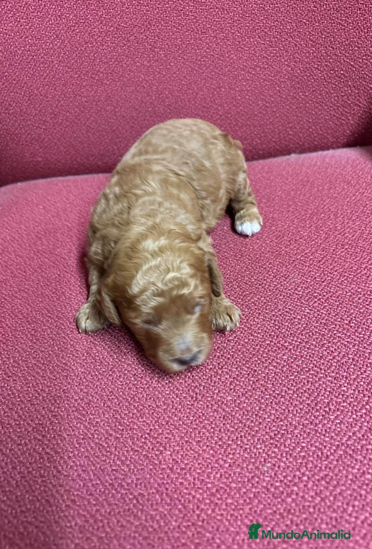 Caniche Toy perros en venta: Caniche toy - Anuncio 13