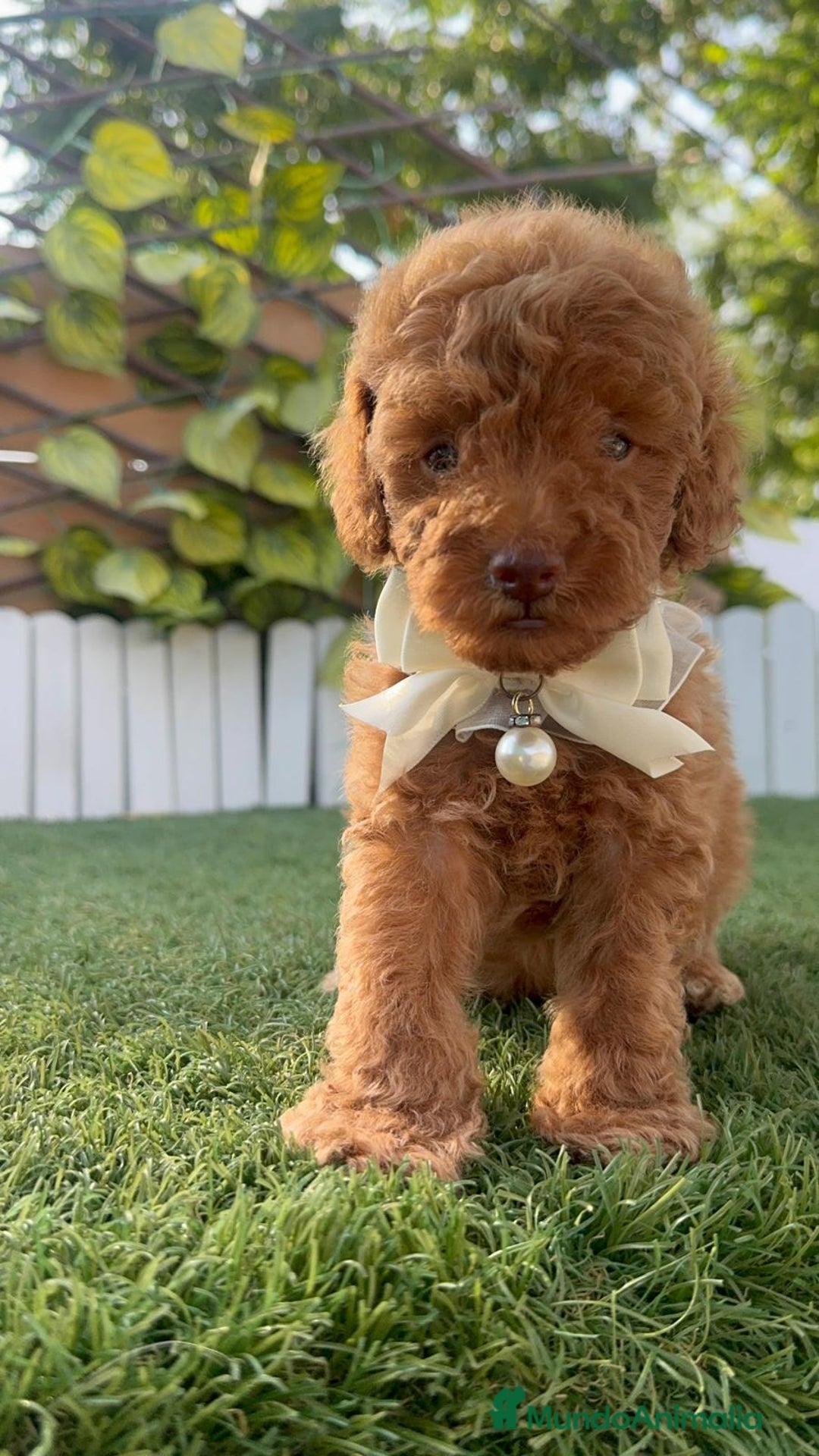 Caniche Toy perros en venta: CANICHE TOY EN SEVILLA, ENVIO A TODA ESPAÑA - Imagen 6