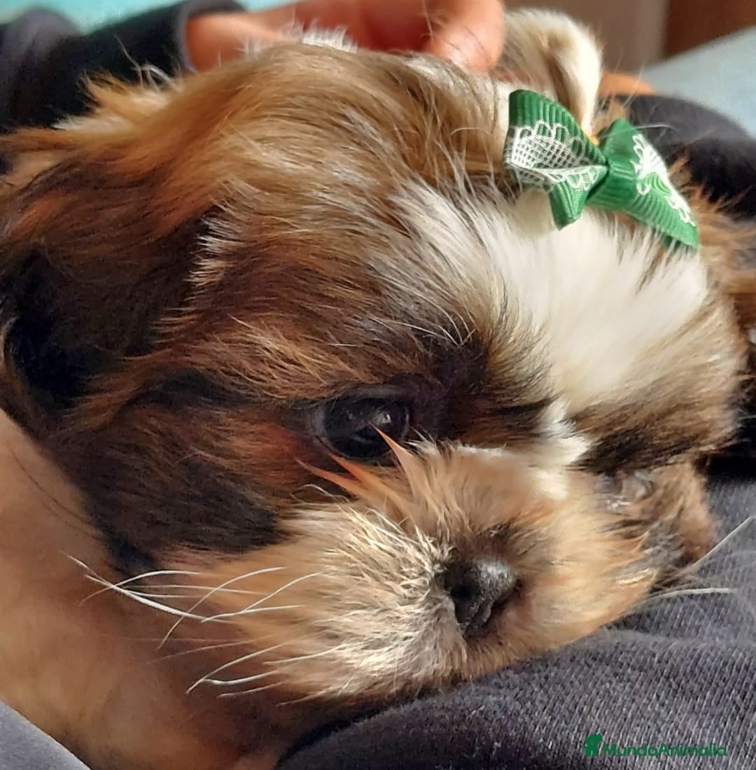 Shih Tzu perros en venta: Shih tzu - Imagen 4