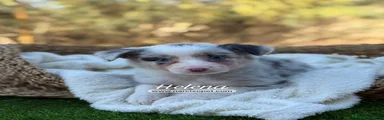 Helena