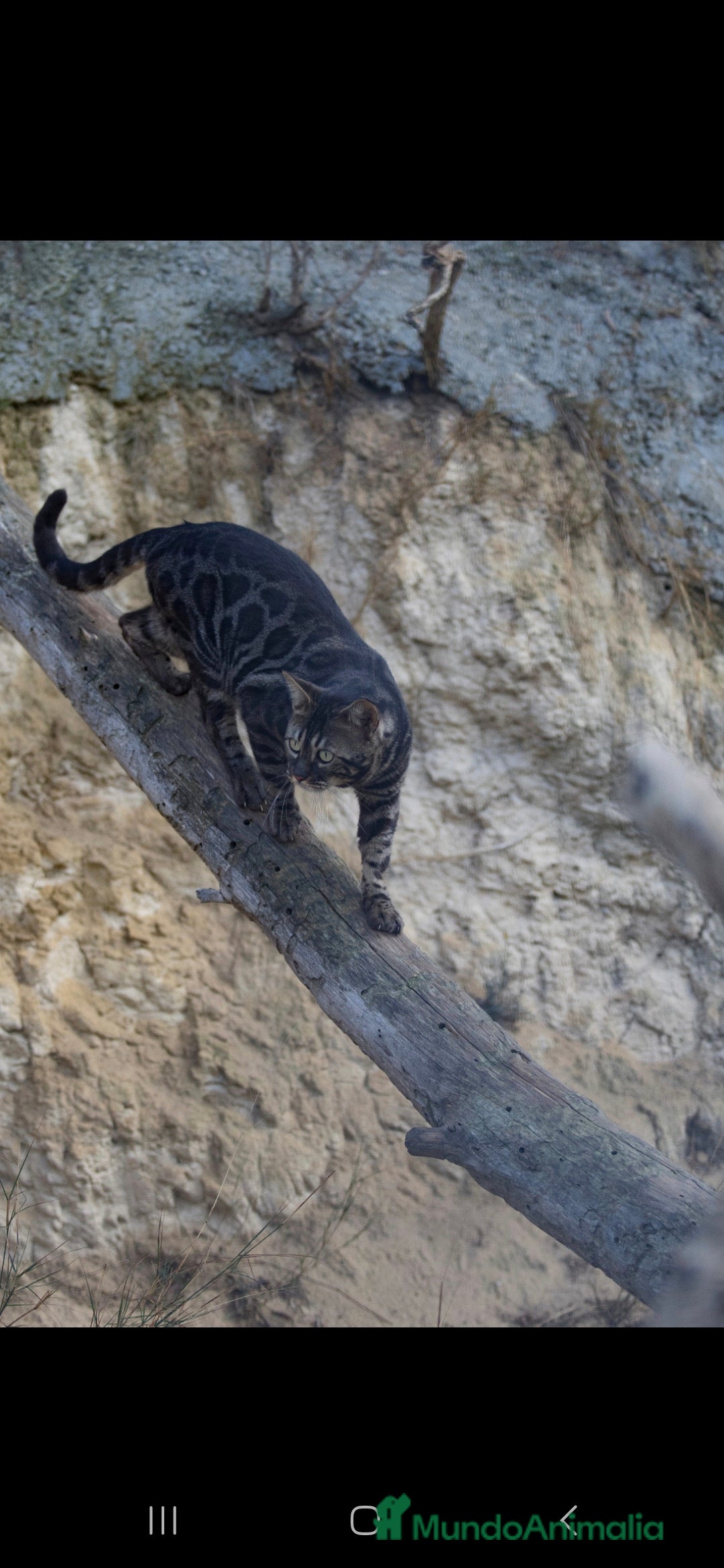 Bengalí gatos en venta: Gatos bengali en Murcia - Imagen 11