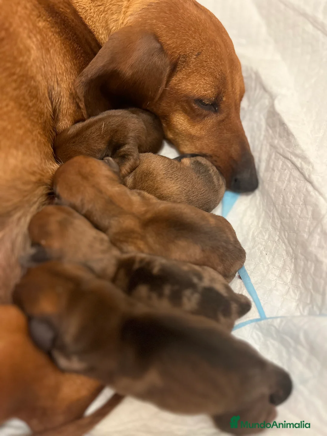 Teckel perros en venta: Excelentes Teckel Kaninchen y mini  en Valencia - Anuncio 4