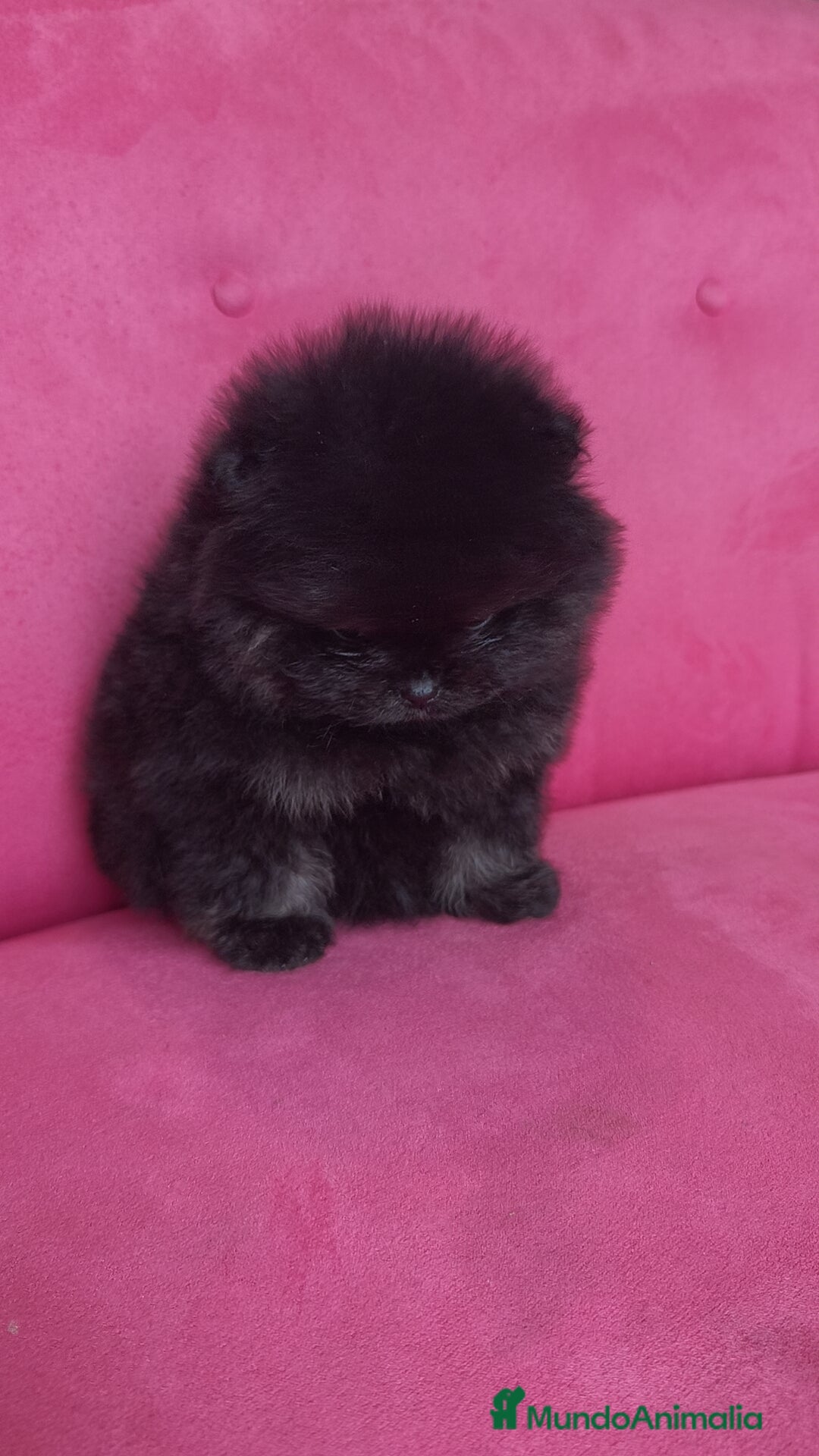 Pomerania perros en venta: Lulú Pomerania hembras  - Anuncio 13