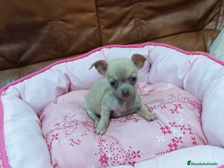Chihuahua perros CHIHUAHUA TOY - Anuncio 28