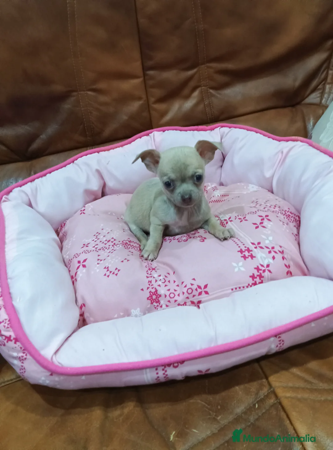 Chihuahua perros en venta: CHIHUAHUA TOY  - Anuncio 1