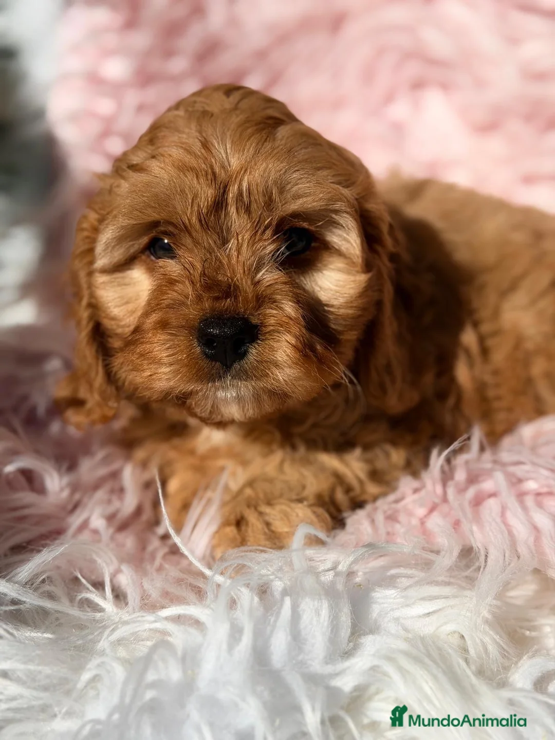 Cavapoo perros en venta: Cavapoo hembra roja - Anuncio 1