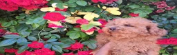 Caniche Toy perros en venta: Canichito toy  - Anuncio 4