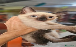 Siamés gatos en venta: Siames - Imagen 6