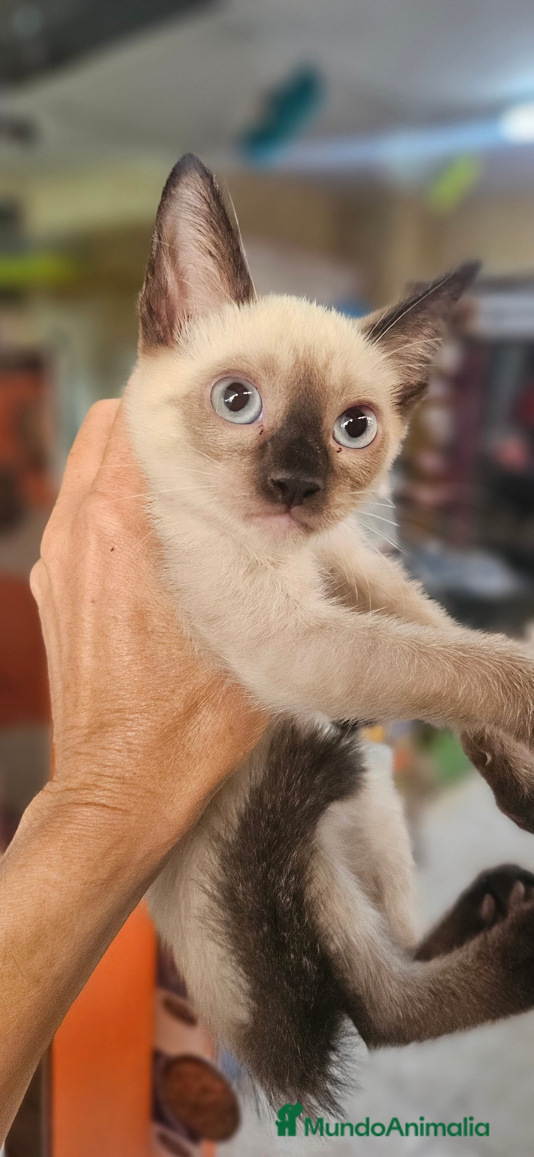 Siamés gatos en venta: Siames - Imagen 6