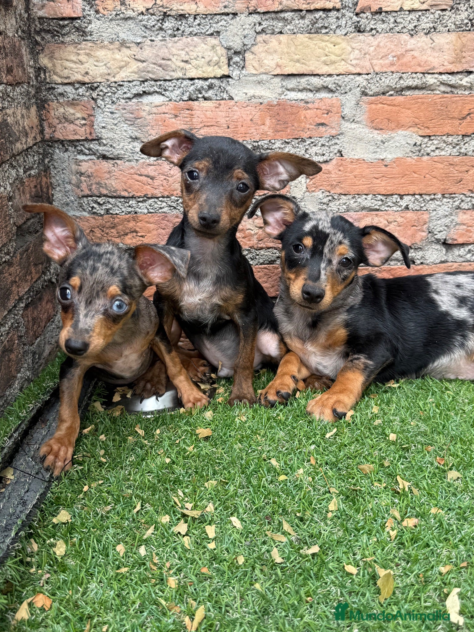Pinscher Miniatura perros Mini pincher Exoticos  - Anuncio 1