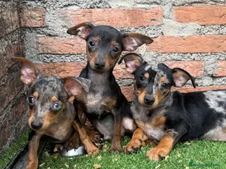 Pinscher Miniatura perros Mini pincher Exoticos - Anuncio 1