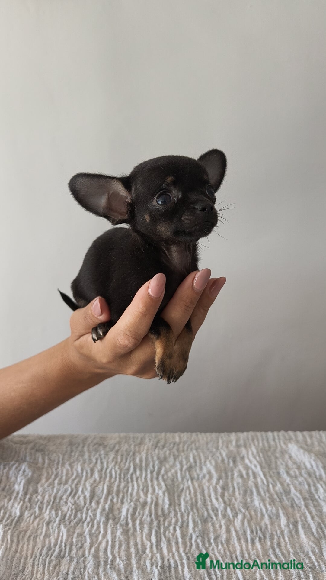 Chihuahua perros en venta: Chihuahua Toy hembra y macho  - Imagen 4