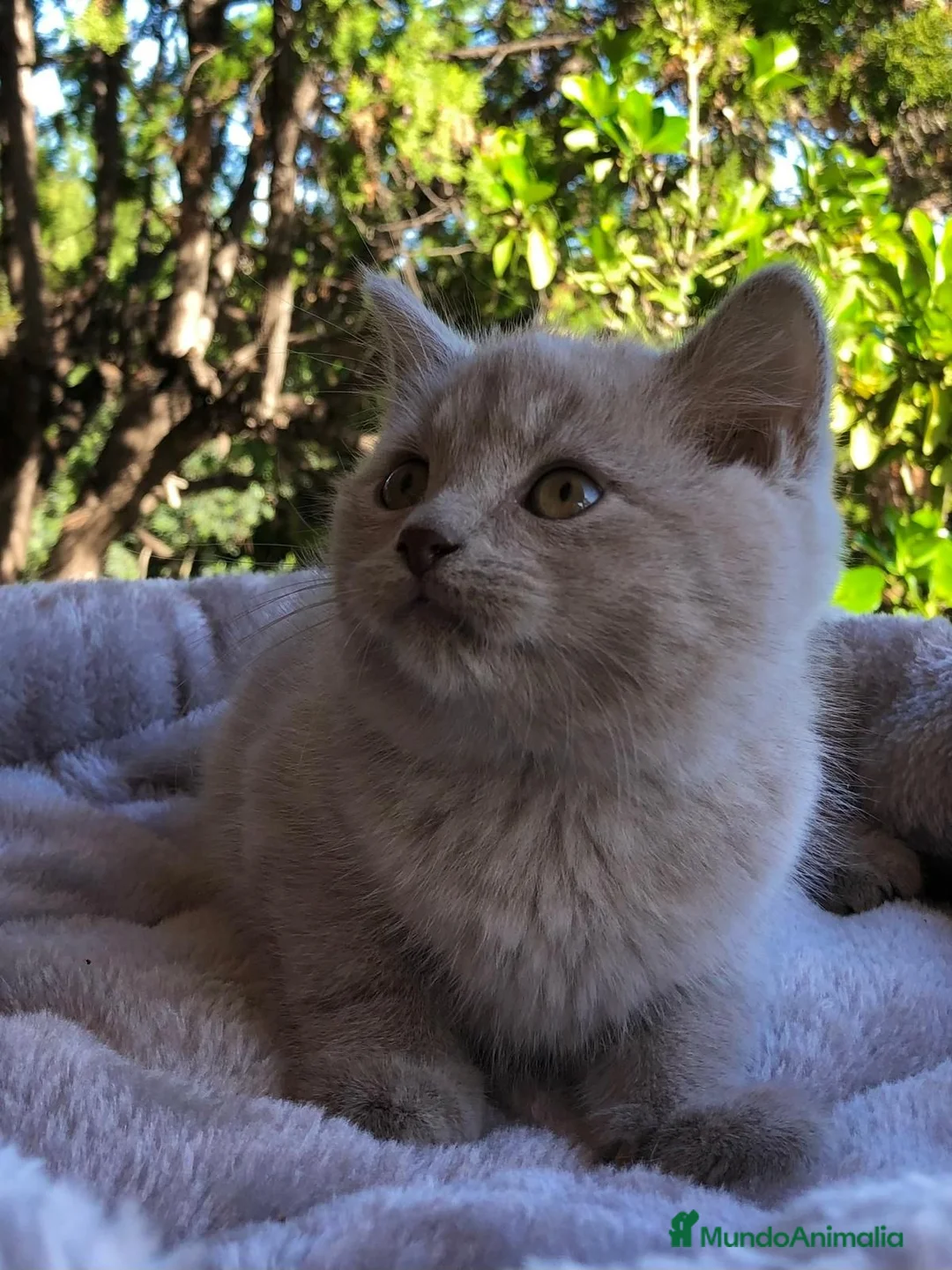 Exótico de Pelo Corto gatos en venta: British de pelo corto - Anuncio 2