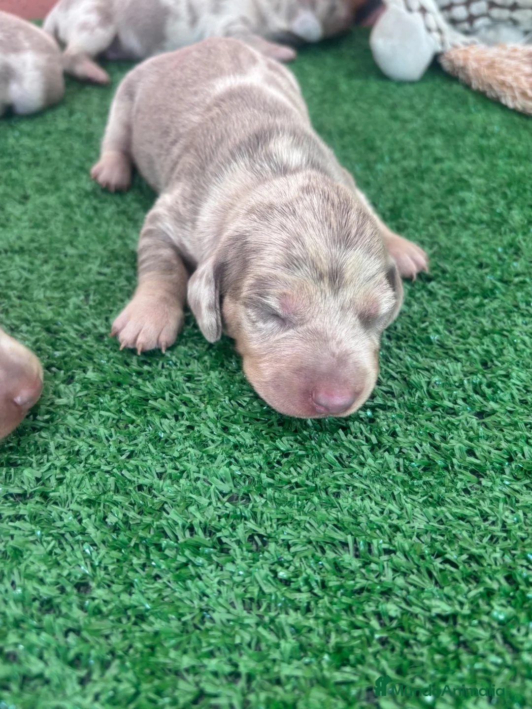 Teckel Miniatura perros en venta: Excelente camada de Teckel chocolate y arlequín  - Anuncio 1