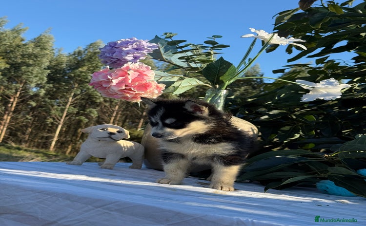 Husky Siberiano perros - Anuncio 1