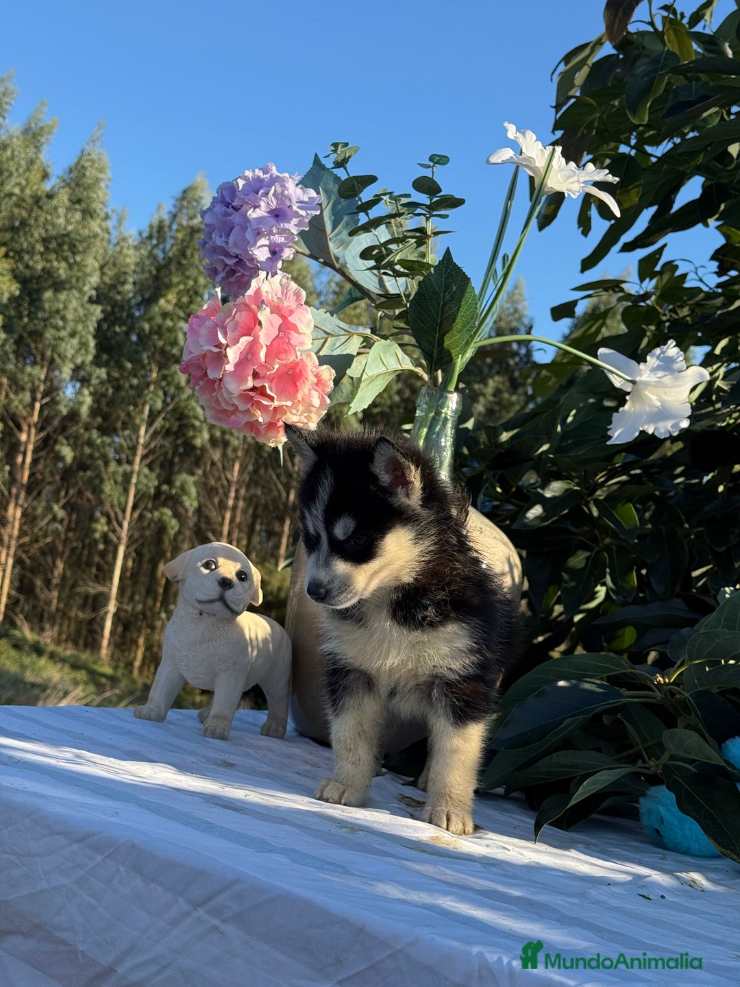 Husky Siberiano perros en venta: Preciosas hembritas de husky - Imagen 1